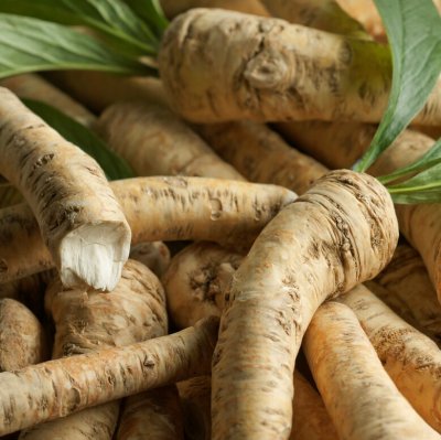 Armoracia rusticana, Pepparrot, P9cm