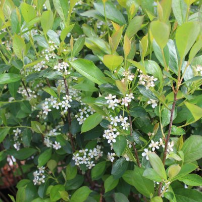 Aronia melanocarpa Hugin, Svartaronia, 150 stam C7,5