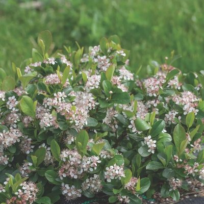 Aronia melanocarpa Revontuli ®