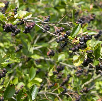 Aronia x prunifolia Viking, Slånaronia