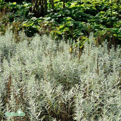 Artemisia ludoviciana Silver Queen, Vitmalört, P9cm