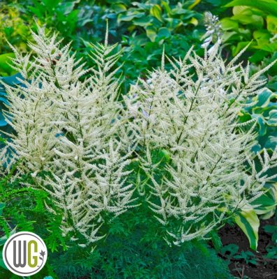 Aruncus hybr. Fairy Hair ®, Plymspirea, C3