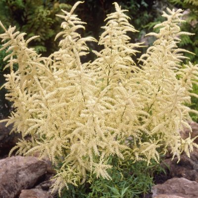 Aruncus dioicus Kneiffii, Plymspirea