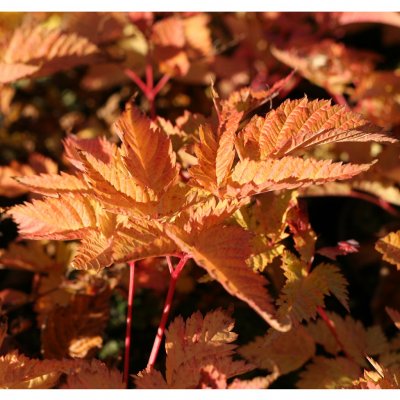 Aruncus hybr. Sparkles, Plymspirea, SQ1