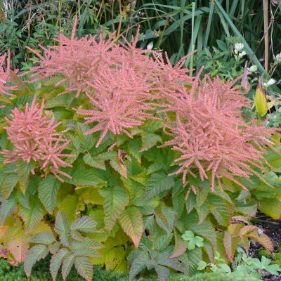 Aruncus hybr. Sparkles, Plymspirea, SQ1