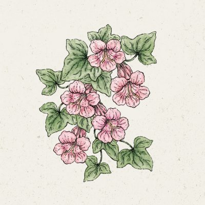 Lejongapsranka Mystic Rose