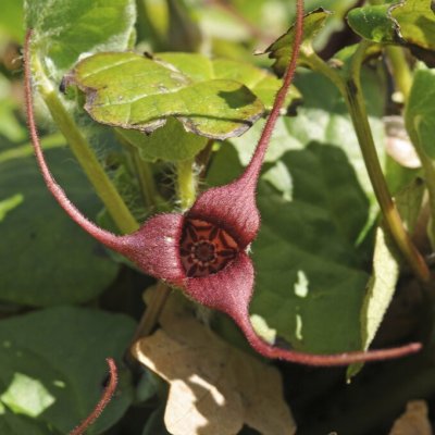Asarum caudatum, Kalifornisk Hasselört