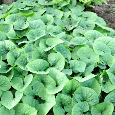 Asarum caudatum, Kalifornisk Hasselört