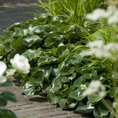 Asarum europaeum Ängsäter