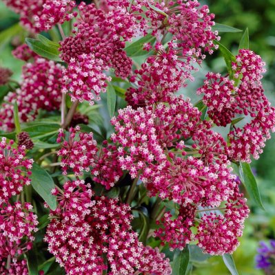 Asclepias incarnata Soulmate, Rosensidenört, P9cm