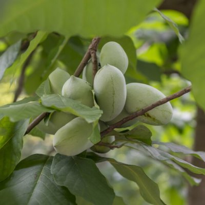 Asimina triloba Prima 1216, Asimina (Pawpaw)