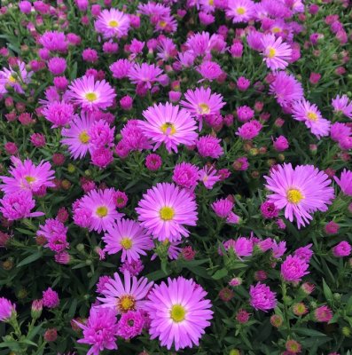Symphyotrichum (Aster) novi-belgii Herbstgruss von Bresserhof, Oktoberaster, Krukstorlek C13cm