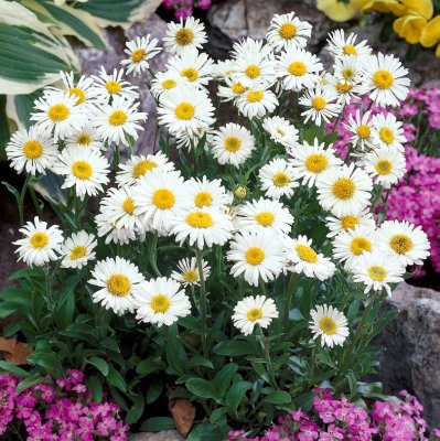 Aster alpinus Albus, Alpaster