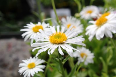 Aster alpinus Albus, Alpaster, C11cm