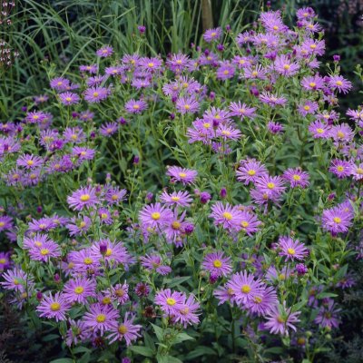 Aster amellus Moench