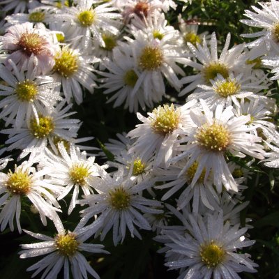 Symphyotrichum (Aster) novi-belgii Kristina, Oktoberaster