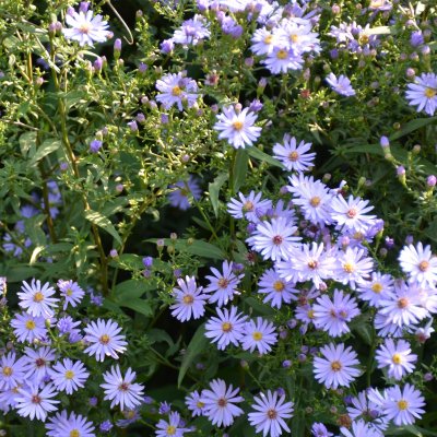 Symphyotrichum (Aster) ericoides Blue Star, Ljungaster