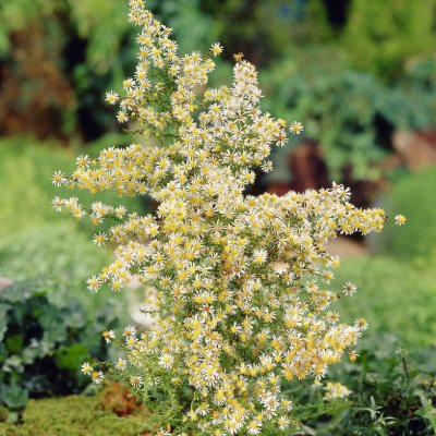 Symphyotrichum (Aster) ericoides Golden Spray