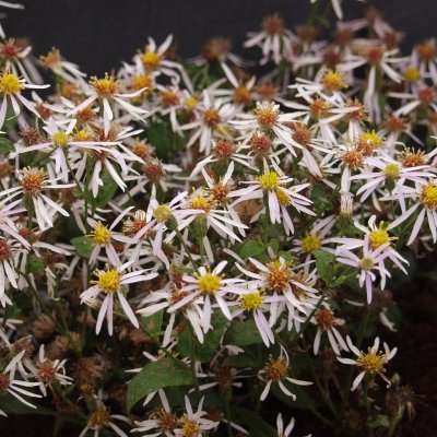 Eurybia macrophylla Albus (Aster macrophyllus), Glandelaster, P9cm