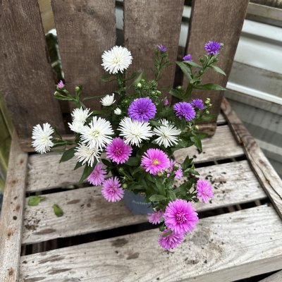 Aster Victoria Tricolor, Aster