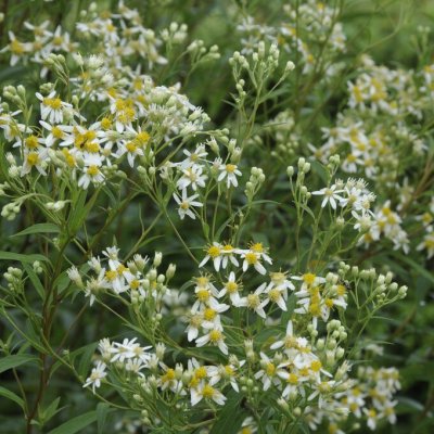 Aster umbellatus
