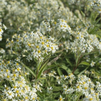 Aster umbellatus Weisser Schirm, Aster