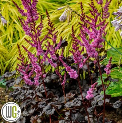 Astilbe hybr. Dark Side of the Moon, Astilbe, C5