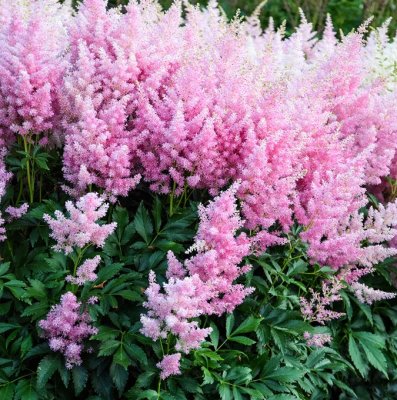 Astilbe arendsii Honky Tonk, Astilbe, C5