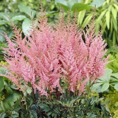 Astilbe arendsii Erika, Astilbe