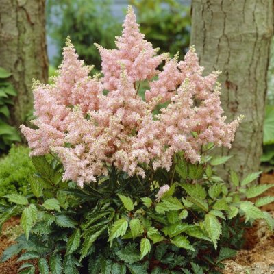 Astilbe arendsii Sister Theresa, Astilbe