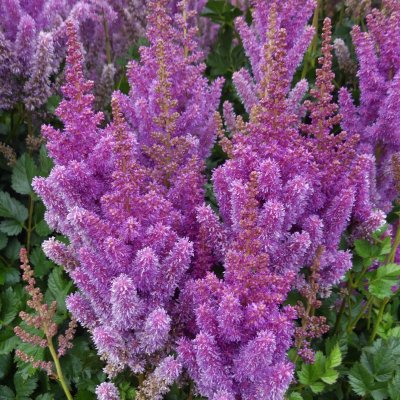 Astilbe chinensis Black Pearls ®, Plymastilbe