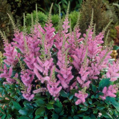 Astilbe chinensis Pumila, Dvärgastilbe, stickling 3-pack