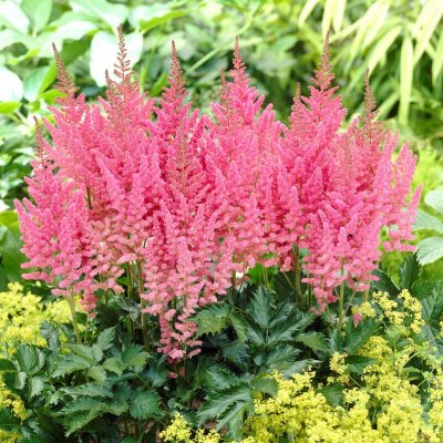 Astilbe chinensis Vision in Pink ®, Plymastilbe, SQ1
