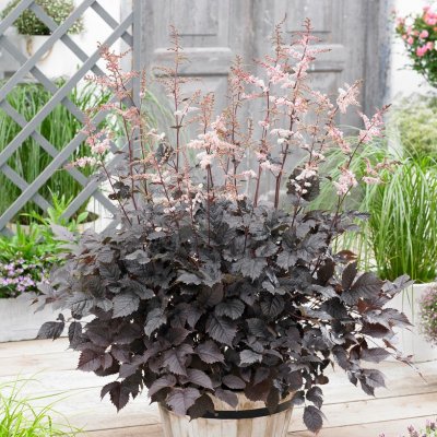 Astilbe chinensis Chocolate Shogun ®, Plymastilbe