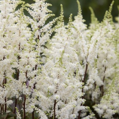 Astilbe arendsii Happy Spirit