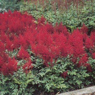 Astilbe japonica Red Sentinel, Silverastilbe