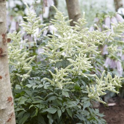 Astilbe japonica Washington, Silverastilbe