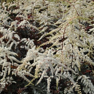 Astilbe arendsii Moccachino ®, Astilbe, SQ1