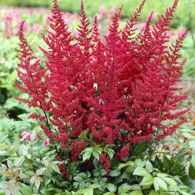 Astilbe Röd 1st