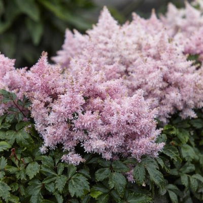 Astilbe arendsii Sugarberry ®