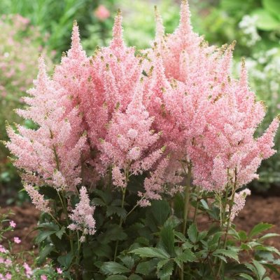 Astilbe hybr. Younique ™ Salmon ®, Astilbe , P11cm
