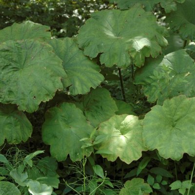 Astilboides tabularis, Parasollblad, SQ1