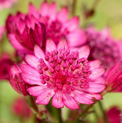 Astrantia major Cerise Button, Stjärnflocka