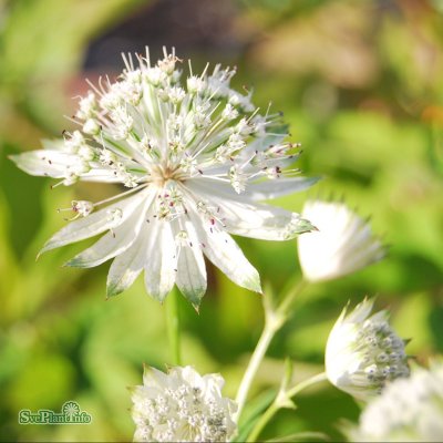 Astrantia major Alba, Stjärnflocka, C11,5cm
