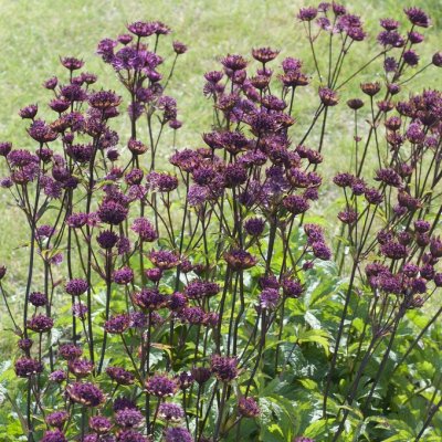 Astrantia major Burgundy Manor