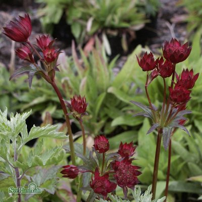 Astrantia major Hadspen Blood, Stjärnflocka, C11cm