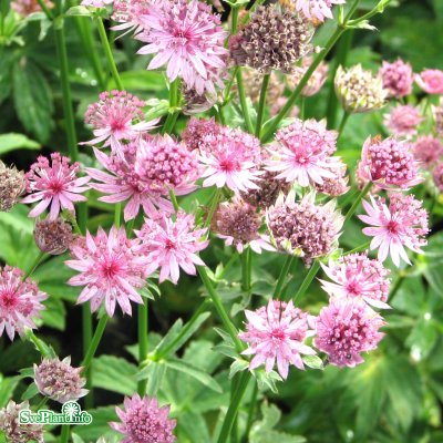 Astrantia major Roma ®, Stjärnflocka, C13cm