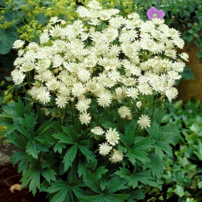 Astrantia major Snow Star ®, Stjärnflocka, C11cm