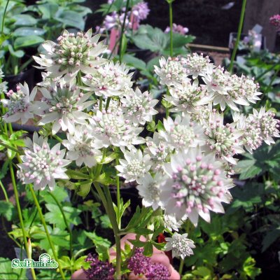 Astrantia major Star of Billion ®, Stjärnflocka, C11,5cm