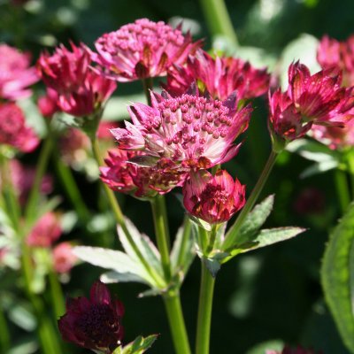Astrantia major Venice ®, Stjärnflocka, P9cm